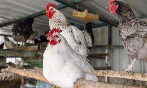 gallinas
